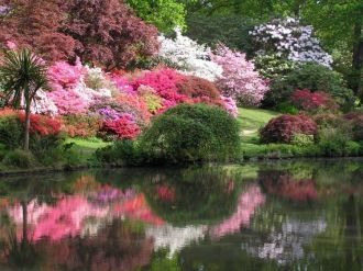 Здесь прижились гости из Японии, Северно