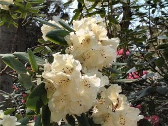 Большинство изумительных гибридов удивит