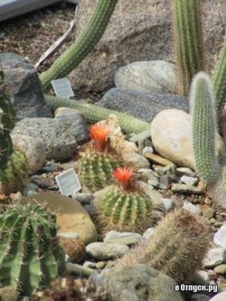Кактусы в Таллинском ботаническом саду.