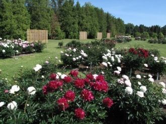 Основная часть коллекций была посажена в