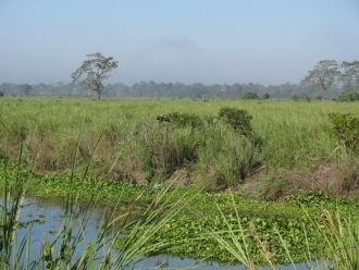 По парку запрещено ходить пешком, но сде
