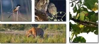 По цветущим деревьям и кустарникам порха