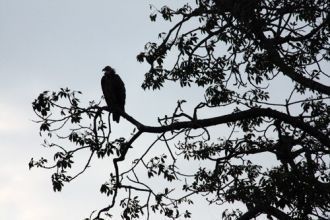 Пернатых в национальном парке насчитывае