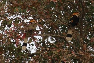 В Казиранге можно встретить и пернатого 