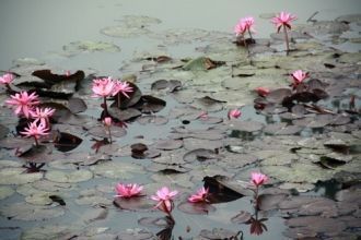 Природа Казиранги очень разообразна, тер