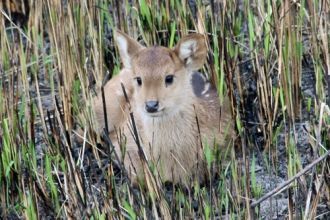 Олени-барасинга янтарно-желтой или золот
