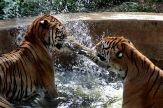 Также в парке можно увидеть тигров, слон