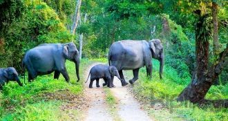 А уж в дождливое время даже дикие слоны,