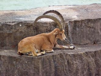 Фауна побережья Средиземноморья и его ак
