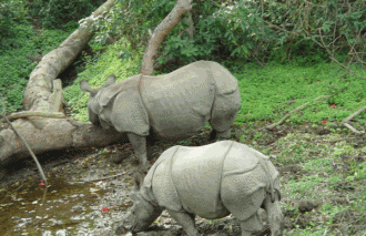 Болотистая местность приютила азиатских 