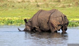Читванский носорог очень отличается от а