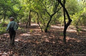 Читванские джунгли похожи на наши леса р