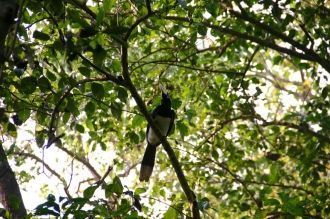 В парке обитает около 50 видов млекопита