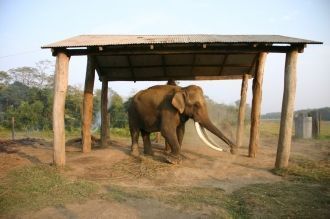 Самое большое животное, промышляющее на 