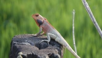 Иногда в Читване можно встретить кого-ни