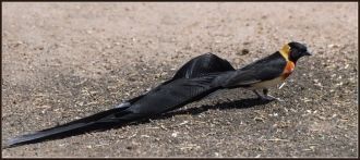 Наиболее заметные из зарегистрированных 