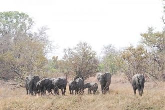 На территории парка обитает большая попу