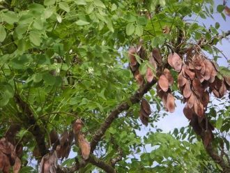 Скалистые утесы малолесны и на них в осн