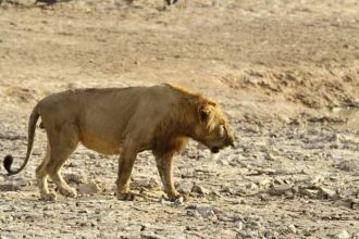 Характерная особенность львов парка Пенд