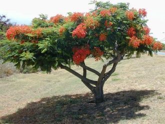 На глубоких почвах возвышенностей и отко