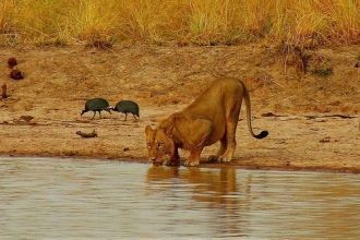 Популяция львов Пенджари и смежного Наци