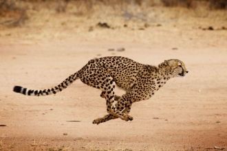 Одно из самых редких больших млекопитающ