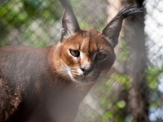 Зоопарк города собрал в себе одну из сам