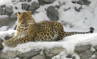 Кавказский леопард. Его не найти нигде в