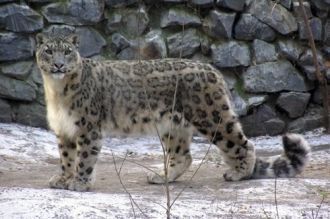 Снежный барс, уникальное по красоте и гр