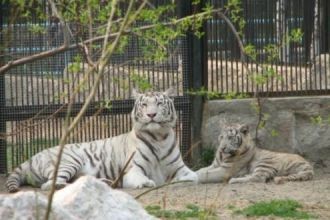 В 1993 году новый зоопарк, наконец, офиц