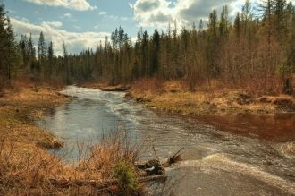 Территория парка — хвойные и смешанные л