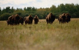 Начиная с 1925 года бизон как редкий вид