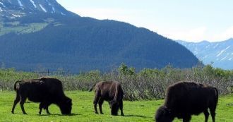 Когда создавался парк, осталось всего од