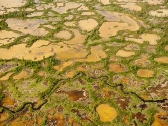 Достаточно много лосей и бобров, дикобра