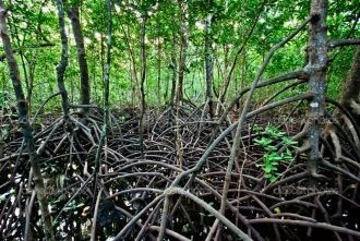 Когда-то в далеком прошлом весь остров б