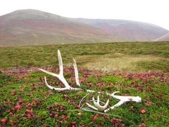 Командоры справедливо называют 