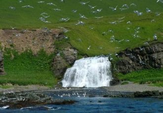 Здесь сохраняются крупнейшие лежбища мор