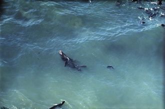 Морские кодики в Командорских островах.