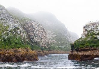 Большую часть островов занимают складчат