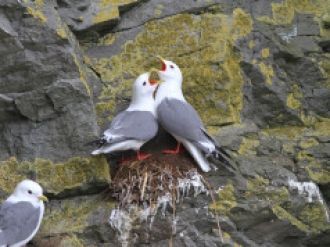 В заповеднике «Командорский» проводится 