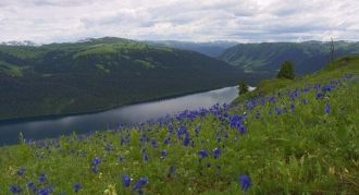 Острова безлесны, у командорских видов р