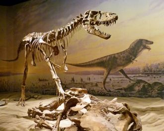 Один из динозавров, найденных на террито