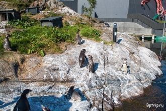 Веселые пингвины летом живут на улице в 