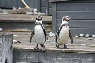 Пингвины в Атлантическом морском парке.