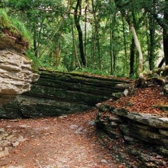 Тисо-самшитовая роща