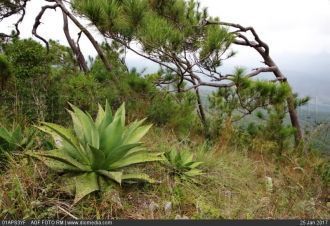 Доминиканская Республика, Национальный п