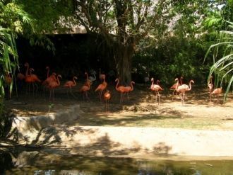 Колонии великолепных розовых фламинго.