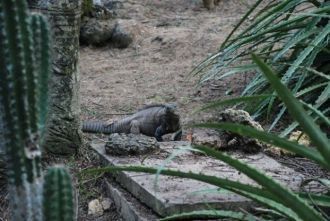 В прибрежных водах Заповедника живет ант