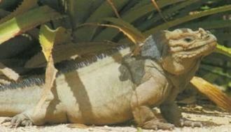 Игуаны - обычные обитатели острова.