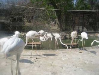 Символ Бакинского зоопарка – розовый фла